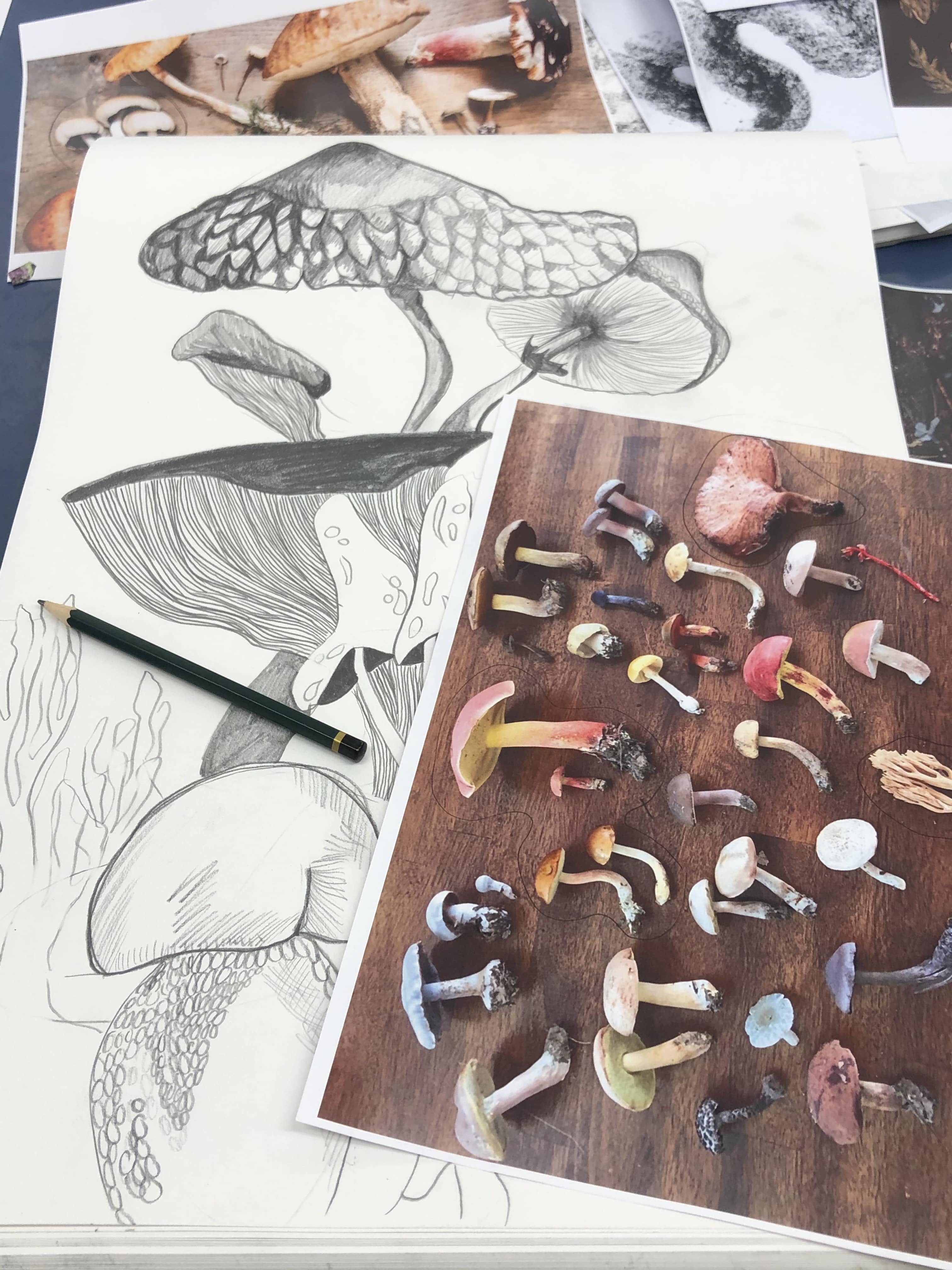 sketch of mushrooms